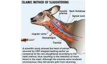islamic slaughter_web